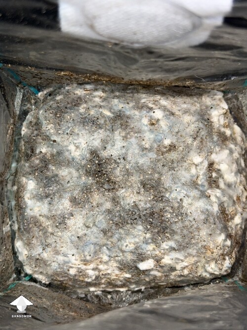 Thumbnail: No pins after 15 days and maybe contam? 69db8ab1846ab