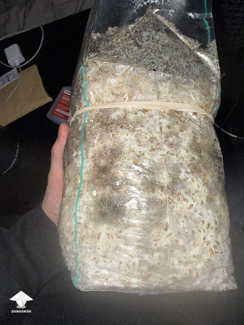 Thumbnail: No pins after 15 days and maybe contam? 69db8ab4aa61c