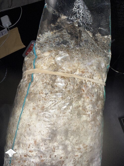 Thumbnail: No pins after 15 days and maybe contam? 69db8ab74308b