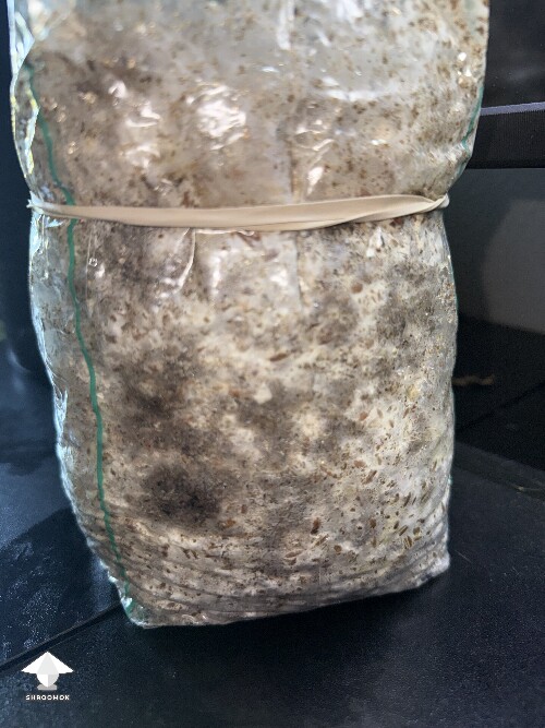 Thumbnail: No pins after 15 days and maybe contam? 69db8ab9a4890