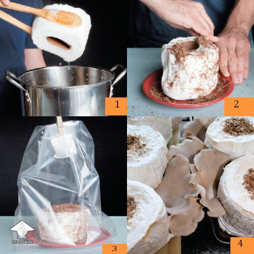 Growing oysters mushrooms on toilet paper rolls