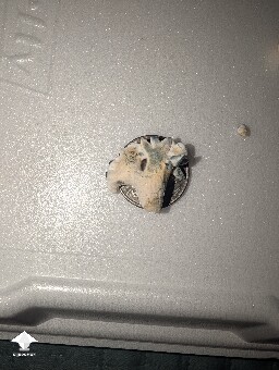 Amazonian Krinkle hybrid 69e02374858a7