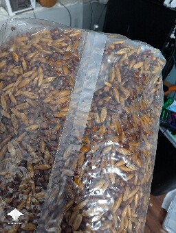 Amazonian Krinkle hybrid 69e023787dc4a