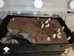 Mold Growing 69deedbbb3acb