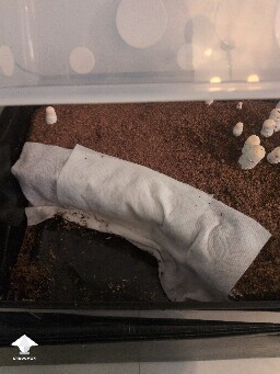 Mold Growing 69dfada311f41