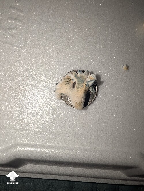 Amazonian Krinkle hybrid 69e02374858a7