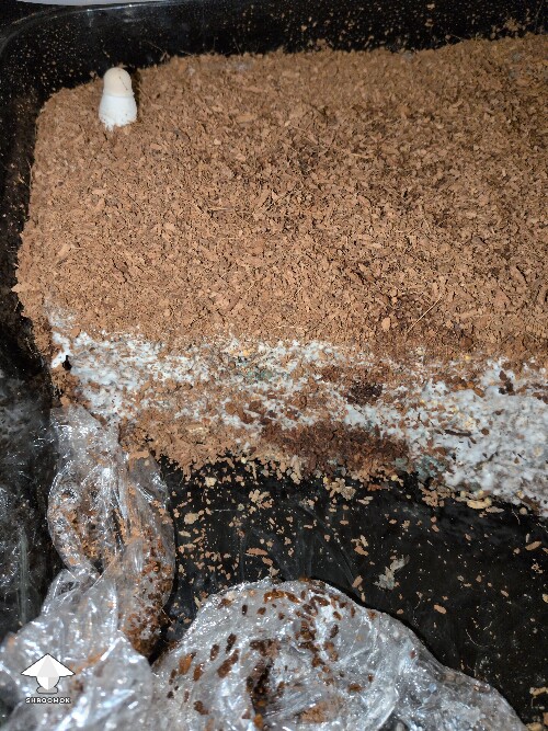 Thumbnail: Mold Growing 69deedb82f6c9