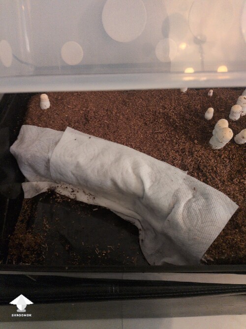 Thumbnail: Mold Growing 69dfada311f41