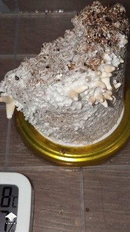 pin status 69e0bb5cc5bfb