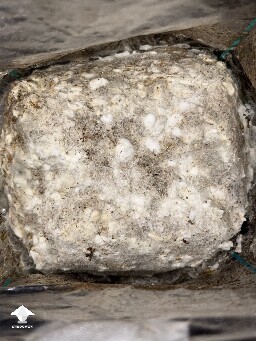 No pins after 15 days and maybe contam? 69e41918256a1