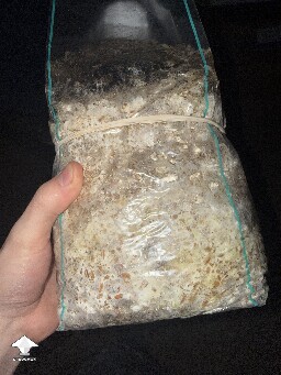 No pins after 15 days and maybe contam? 69e4191b2db39