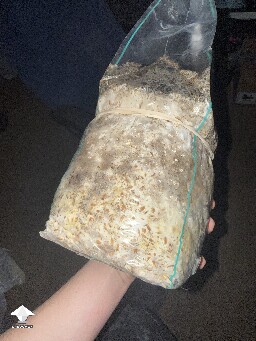 No pins after 15 days and maybe contam? 69e4191dd5540