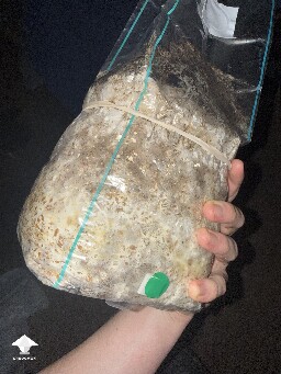 No pins after 15 days and maybe contam? 69e41920ced55