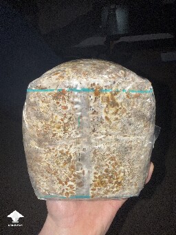 No pins after 15 days and maybe contam? 69e41923ddeb5