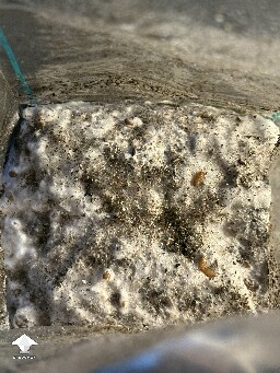 No pins after 15 days and maybe contam? 69e419265ef5a