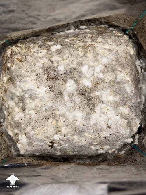 No pins after 15 days and maybe contam? 69e41918256a1