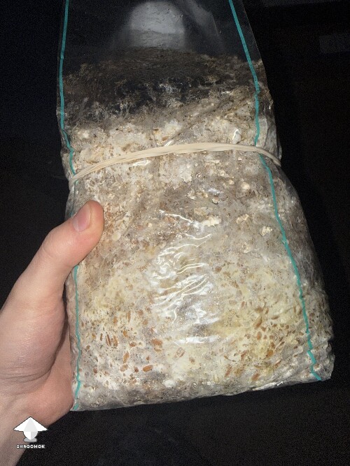 No pins after 15 days and maybe contam? 69e4191b2db39