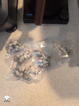 Mold Growing 69e51ca937e4e