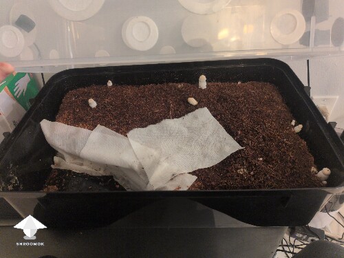 Mold Growing 69e51cac99aaa