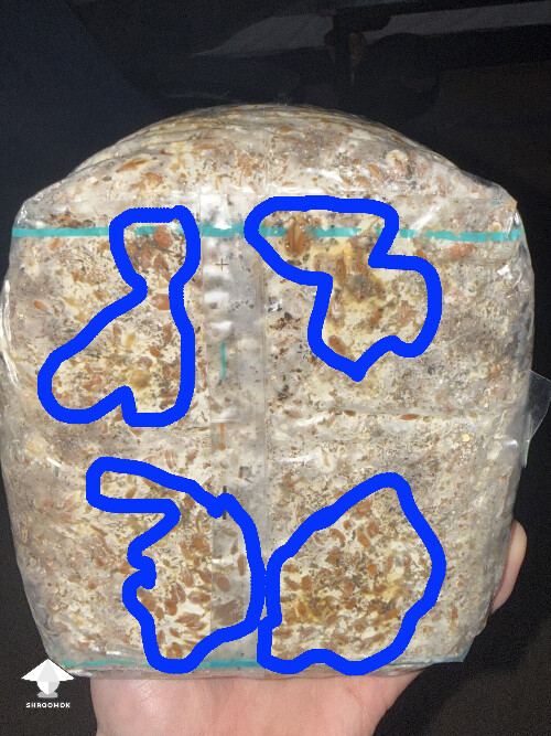 No pins after 15 days and maybe contam? 69e672fd98e5b