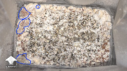 help! Unusual Golden Teacher Colonization (day 6) 69eb5d365e827