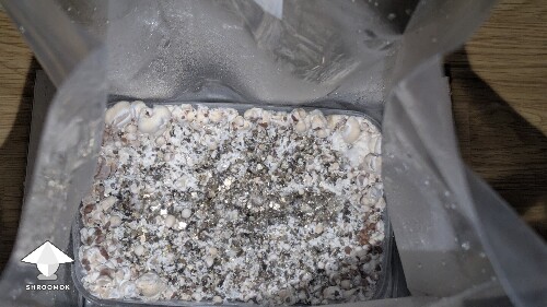 Thumbnail: help! Unusual Golden Teacher Colonization (day 6) 69eb369d41289