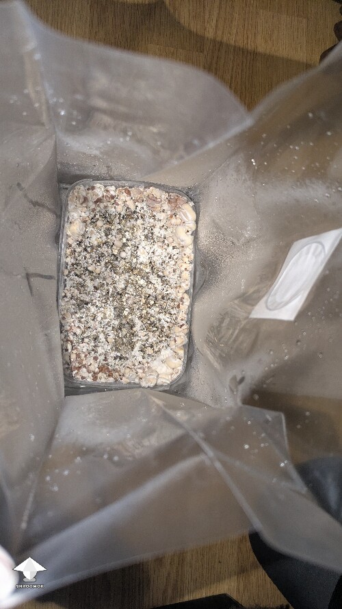 Thumbnail: help! Unusual Golden Teacher Colonization (day 6) 69eb369f4fe3d