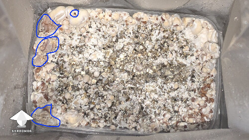 help! Unusual Golden Teacher Colonization (day 6) 69eb5d365e827