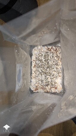 help! Unusual Golden Teacher Colonization (day 6) 69ecada309490