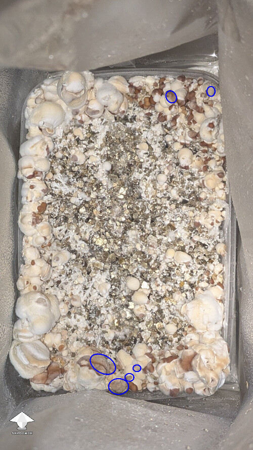 help! Unusual Golden Teacher Colonization (day 6) 69ede079a4518