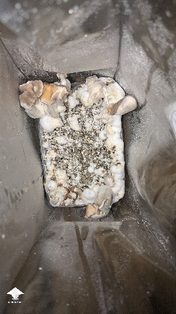 help! Unusual Golden Teacher Colonization (day 6) 69ef4dbfebcd4