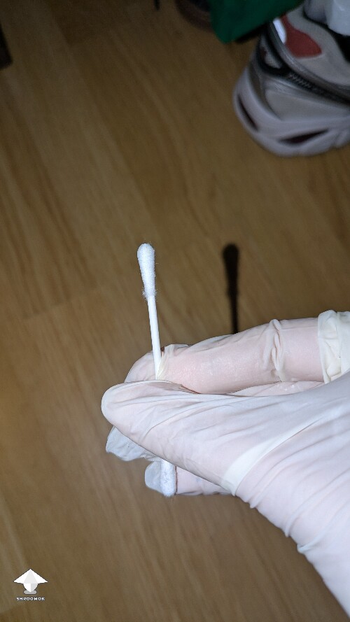 help! Unusual Golden Teacher Colonization (day 6) 69ef4dc1cbeff