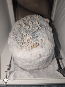 Amazonian Krinkle hybrid 69f106a325173