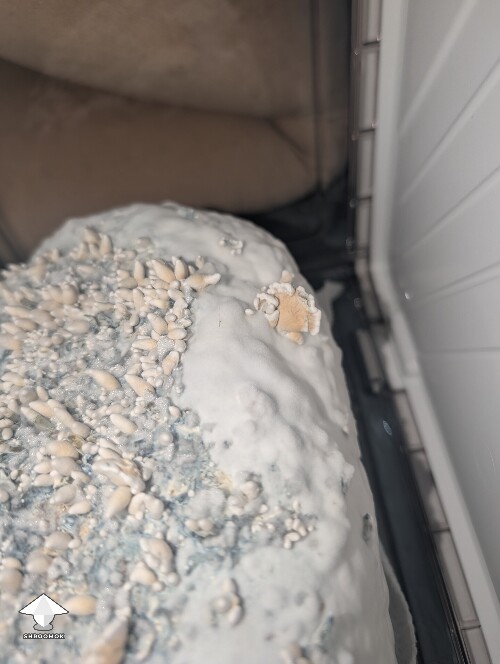 Amazonian Krinkle hybrid 69f106a5e224a