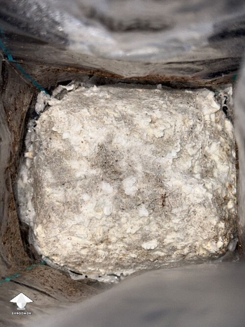 Thumbnail: No pins after 15 days and maybe contam? 69f26c4822969