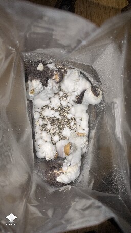 help! Unusual Golden Teacher Colonization (day 6) 69f3a6f6bed6e