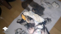 help! Unusual Golden Teacher Colonization (day 6) 69f3a6fbb09c3