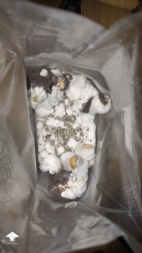 help! Unusual Golden Teacher Colonization (day 6) 69f3a6f6bed6e