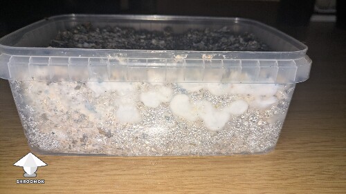 help! Unusual Golden Teacher Colonization (day 6) 69f3a700a6588