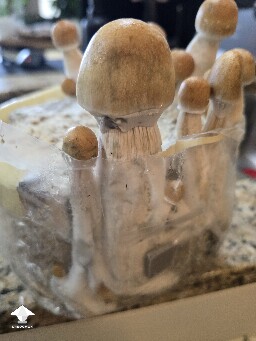 Cake still good? 69f618e1566ed