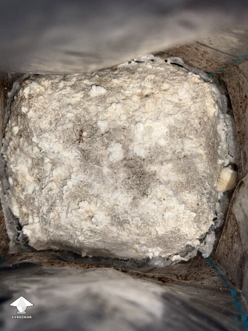 No pins after 15 days and maybe contam? 69f6ce78acd0f
