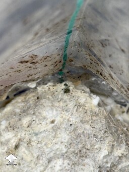 No pins after 15 days and maybe contam? 69fb9537a8008