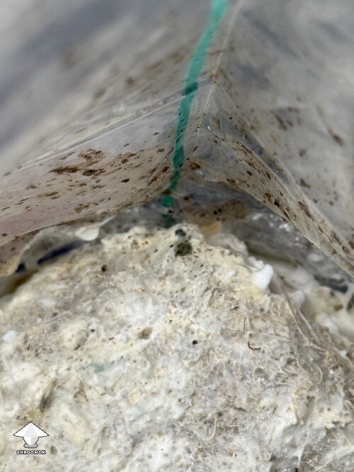 No pins after 15 days and maybe contam? 69fb9537a8008