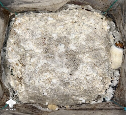 No pins after 15 days and maybe contam? 69fb953ebbc61