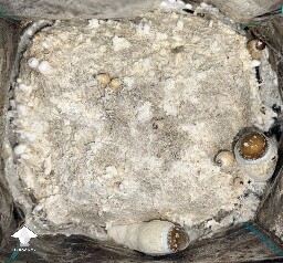 No pins after 15 days and maybe contam? 6a04a7cc4eff6