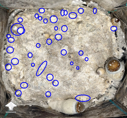 No pins after 15 days and maybe contam? 6a05880260e20