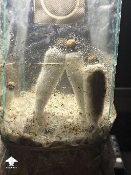 No pins after 15 days and maybe contam? 6a19fa5e16dd3