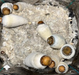 No pins after 15 days and maybe contam? 6a19fa6513afc