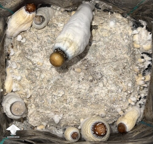 Thumbnail: No pins after 15 days and maybe contam? 6a19fa5c66e79
