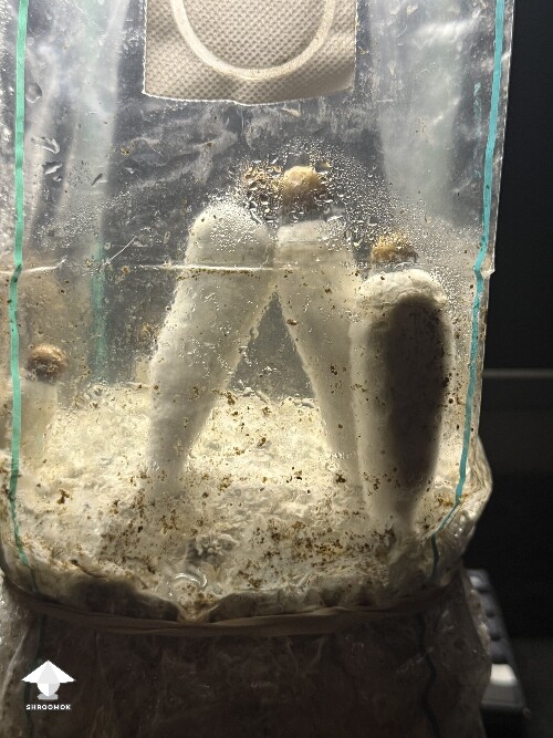 Thumbnail: No pins after 15 days and maybe contam? 6a19fa5e16dd3